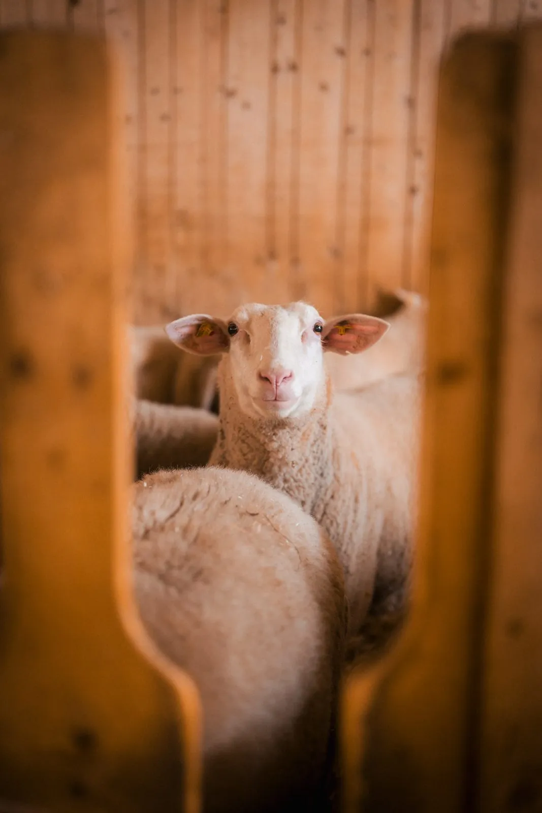 Schaf im Holzstall